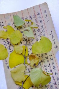 清王朝宫廷最后一任太医院掌印御医为慈禧皇太后开具的药方(老太太方)